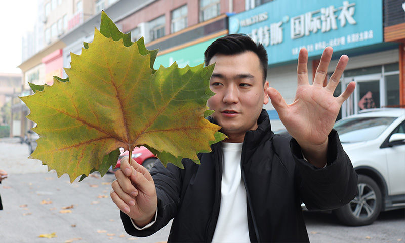 纯电动树叶收集车，秋季梧桐落叶收集转运终结者